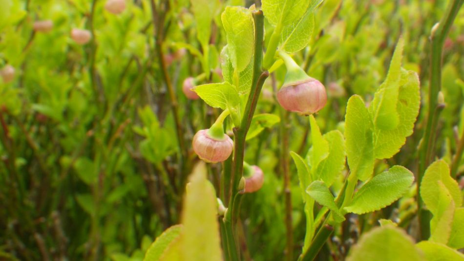 2019-05-01 14 Vaccinium myrtillus or Bilberry.jpg